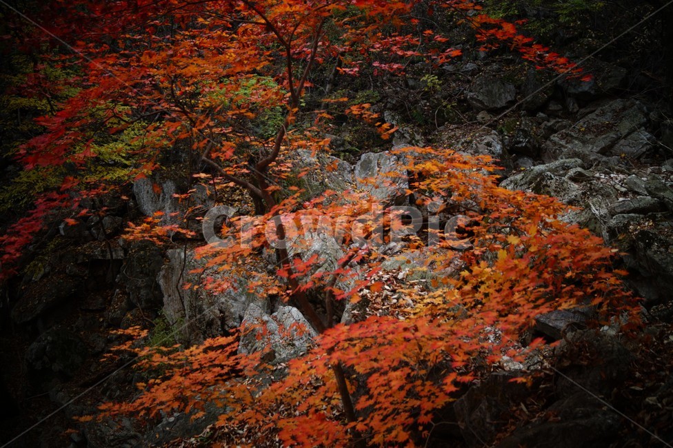 용문산,단풍,나무,가을,바위,자연,산,겨울,계절,winter,season