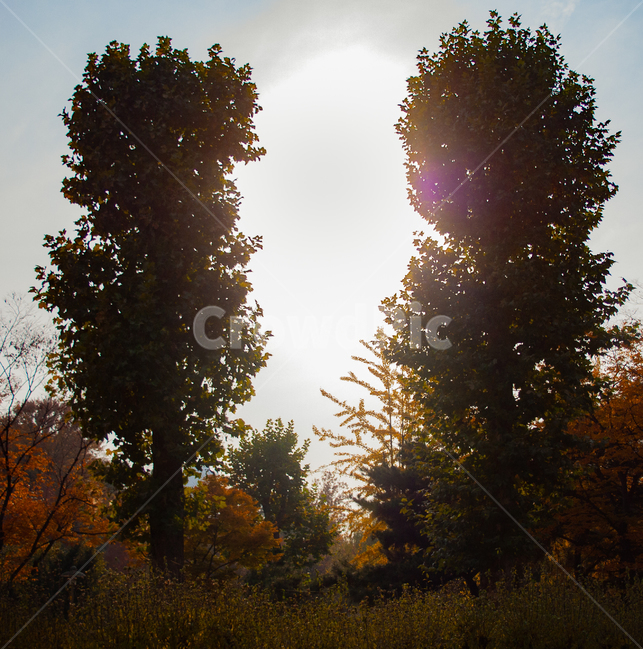 해,나무,숲,쌍둥이나무,쌍둥이,자연,풍경,nature,landscape,light,빛,flare,플레어,sunlight,햇빛