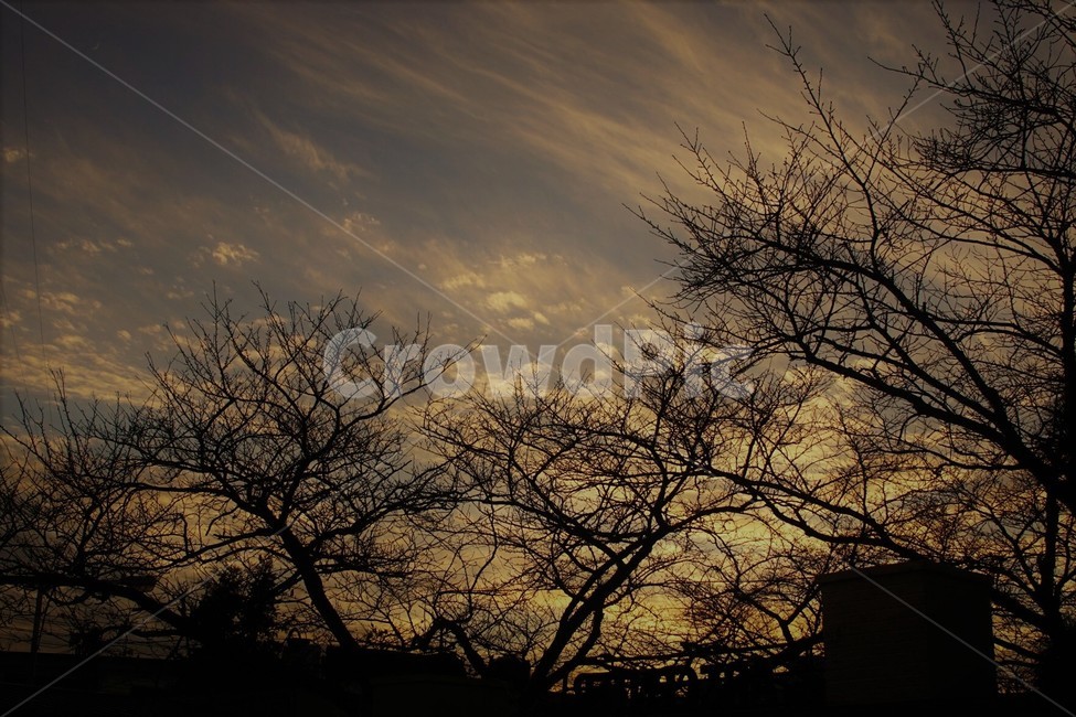 일몰,저녁놀,해질녁,하늘,나무,자연,풍경,자연풍경,sky,trees,석양,빛,식물,자연,plants,nature,나무,trees,wood,실루엣,그림자,silhouette,shadow