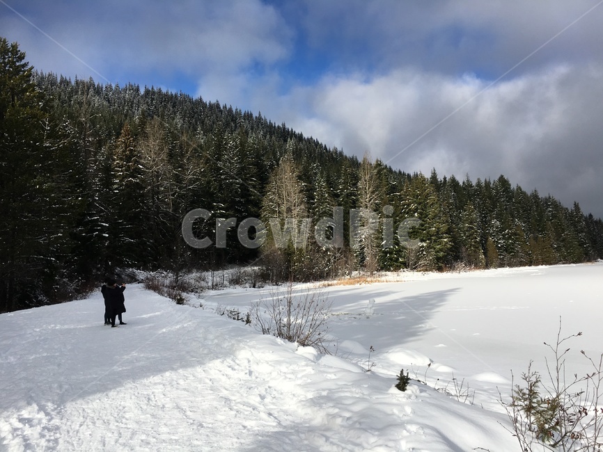 눈,배경,미국,겨울,trilliumlake,겨울,계절,winter,season,자연,풍경,nature,landscape,tree,나무,plant,식물,fir,전나무