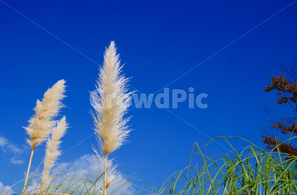가을하늘,억새,부드러움,청명,맑음,갈대,공활,파란하늘,식물,자연,plants,nature