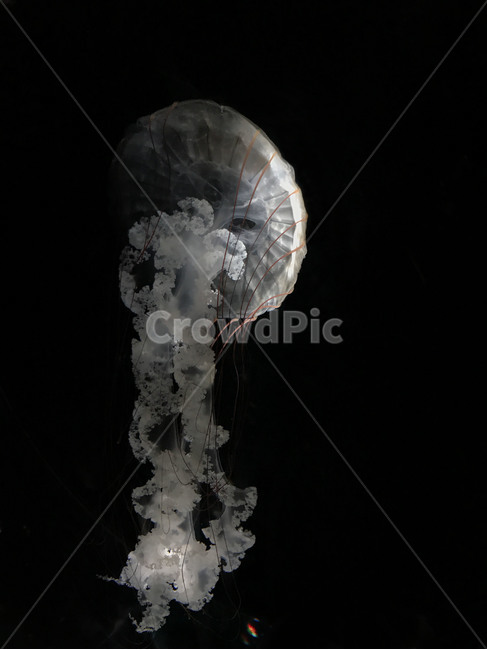 해파리,젤리피쉬,jellyfish,해양생물,animal,동물,아쿠아리움,수족관,명암,동물,animal