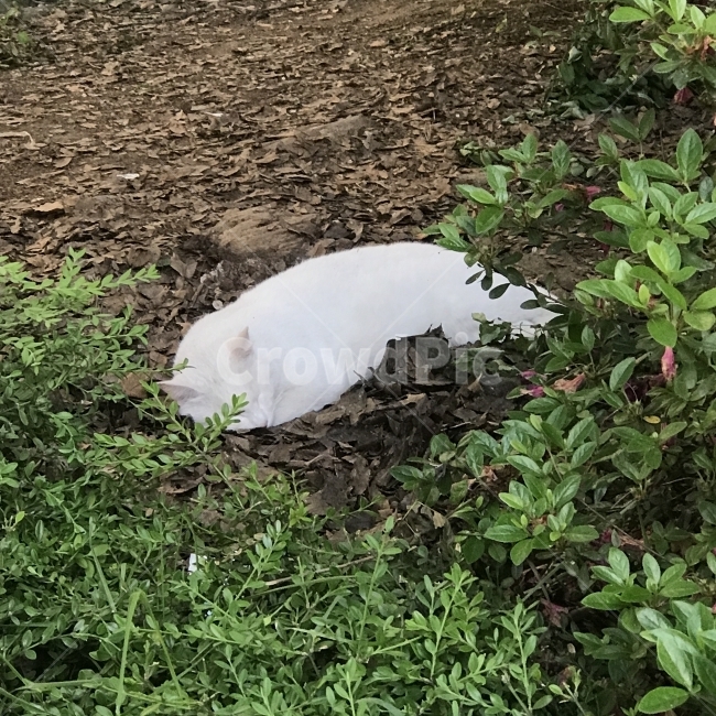 길고양이,고양이,냥이,야옹이,길냥이,흰고양이,흰색고양이,백색,여유,낮잠,동물,Cat,Animal,동물,animal,포유류,mammal,고양이,cat,kitten,kitty