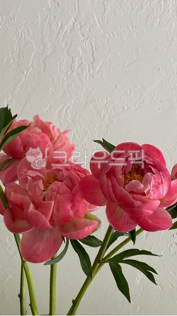 꽃, flower, 작약, 봄꽃, peony, 사진,이미지,일러스트,캘리그라피 - onnete_flower작가