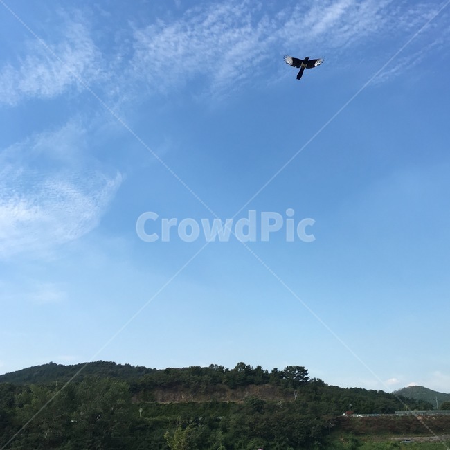 하늘,새,산,풍경,sky,자연,풍경,nature,landscape,한국자연풍경,한국자연경관,korea nature landscape,동물,animal,조류,새,birds,flying,나는,bird