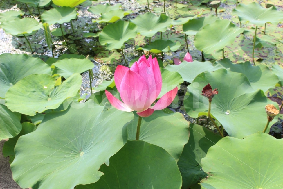 꽃,들꽃,봄,분홍,분홍색,풀,식물,초록,초록색,잎,가지,flower,연꽃,연잎,수상식물,식물,자연,plants,nature,꽃,flower