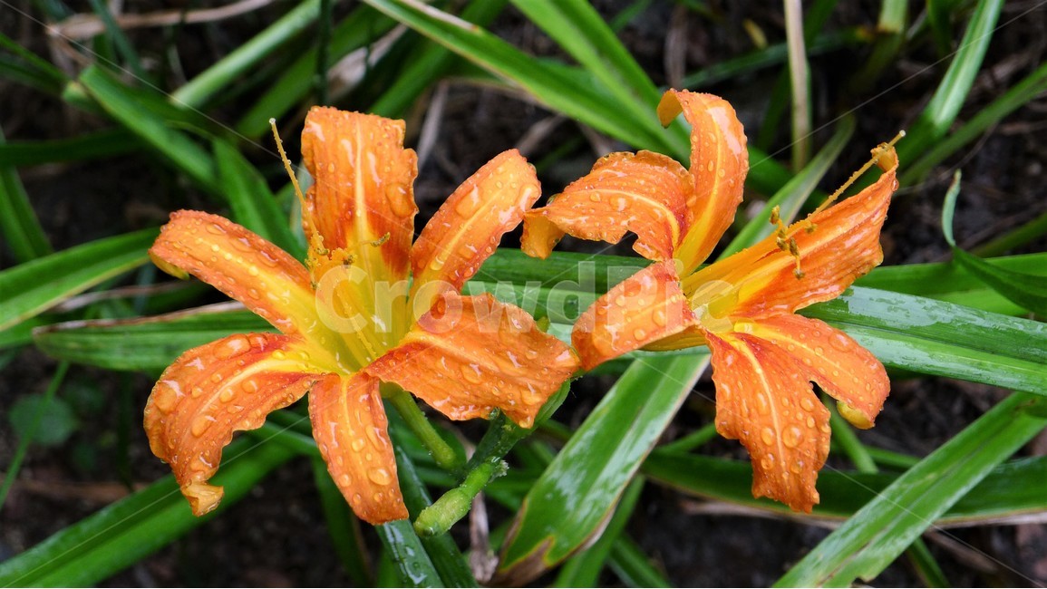 꽃,자연,식물,봄,나리꽃,식물,자연,plants,nature,꽃,flower