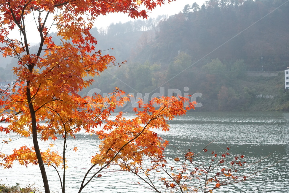 가을,단풍,남이섬,남이섬단풍,가을풍경,가을,계절,fall,autumn,season,자연,풍경,nature,landscape,leaf,잎,plant,식물,tree,나무,maple