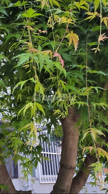 단풍나무,단풍,울긋불긋,가을,가을나무