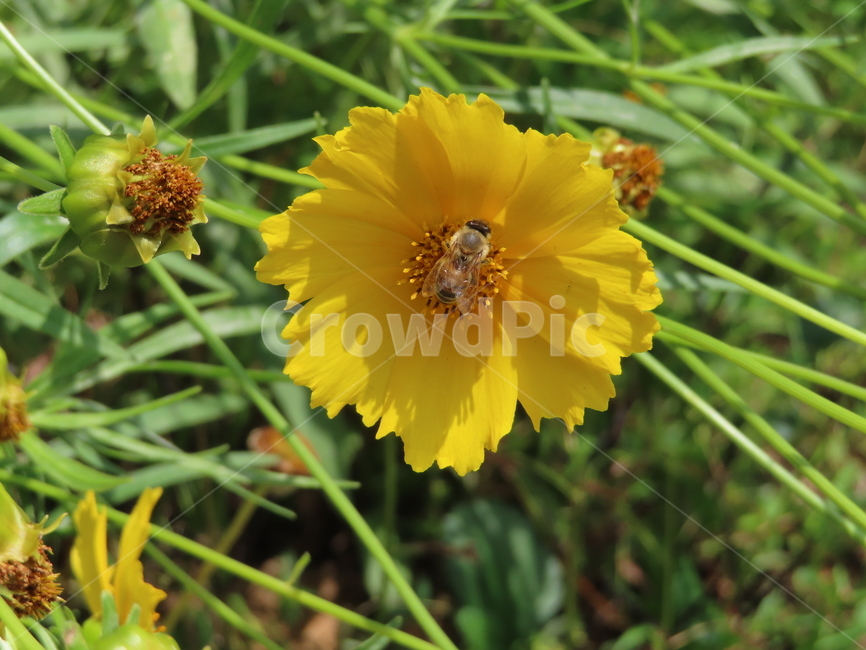 노란색,노란꽃,꿀벌,아름다움,식물,벌레,날벌레,공원,yellow,yellowflowers,honeybees,beauty,plants,bugs,flyingworms,parks