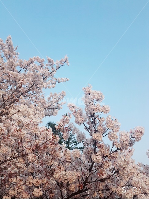 sky,spring,Cherry Blossom,plant,sight,flower