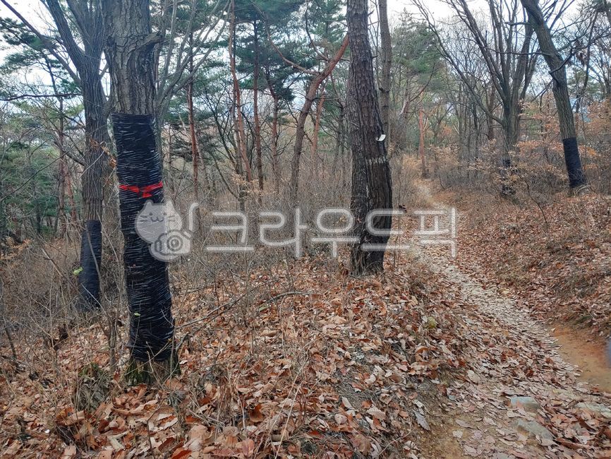 forest,pine tree,oak wilt disease,soil,mountain path,air,trees,mountain climbing,healing,mountain,fall,road,oak,quiet,dirt road,dirtroad,disease,lime,mountainpass,withered,tree,hiking,blackjack,back mountain,roll trap,refreshing,sticky,autumn,fresh,walk