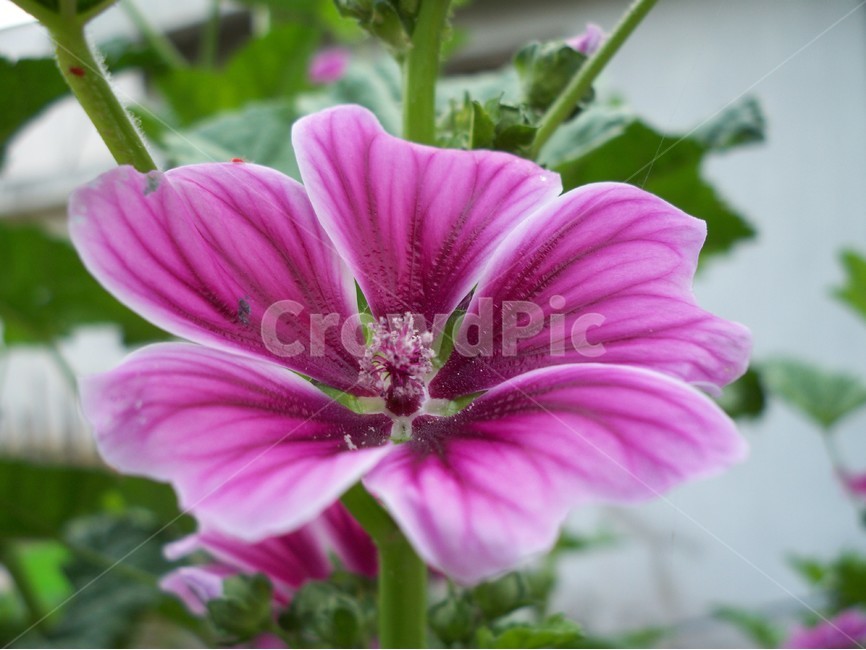 꽃,야생화,flower,식물,접시꽃,식물,자연,plants,nature,꽃,flower