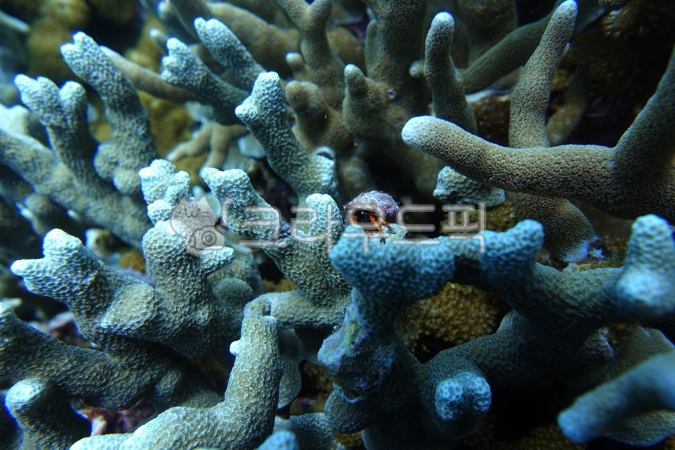 scuba diving,aquatic life,underwater,In the sea,marine life