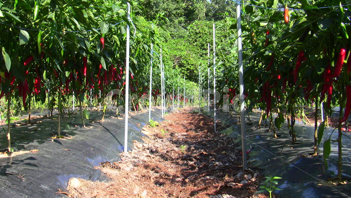 고추,밭,고추밭,식물,자연,농업,농사,agriculture,farming,farming industry