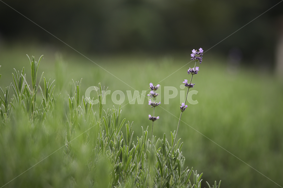 식물,plant,flower,green,라벤더꽃,라벤더,허브,herb,식물,자연,plants,nature,꽃,flower