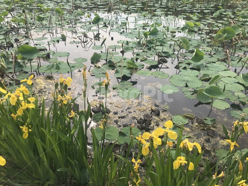 연못,꽃,연잎,물,들꽃,flower,pond