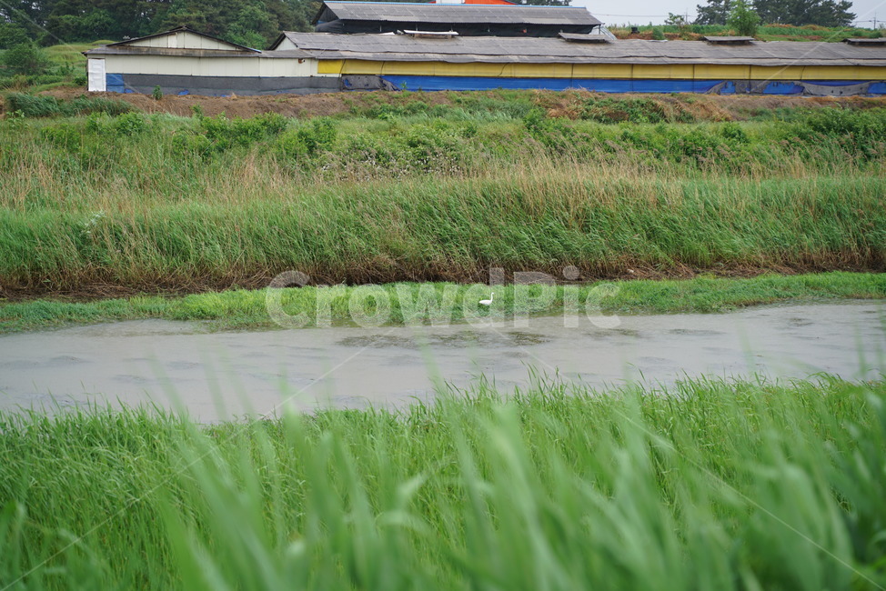 비오는날,비오는시골,비오는풍경,시골풍경,농촌풍경,실개천,개천,비오는