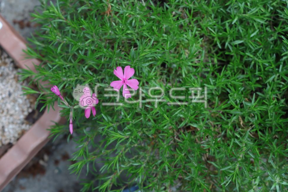 꽃잔디,분홍꽃,꽃,잎,flower,petal,leaf,pink