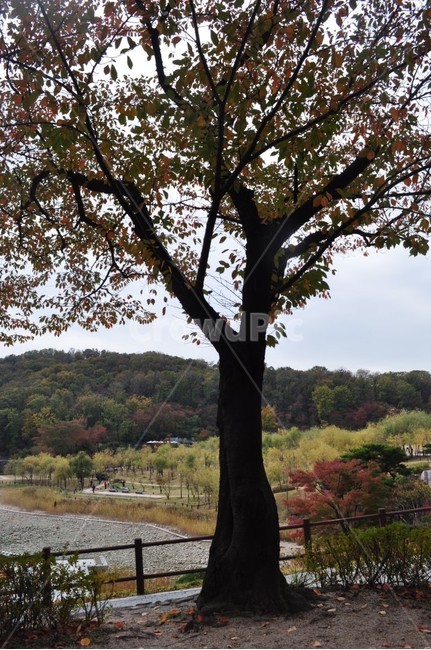 나무,자연,단풍,은행,풍경,산책,가을,계절,fall,autumn,season,자연,풍경,nature,landscape,tree,plant,식물,tree trunk,나무 줄기