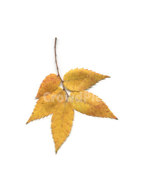 단풍,단풍잎,나뭇잎,가을,잎,낙엽,식물,autumn,leaf,leaves,maple,fall,plant,가을,계절,fall,autumn,season