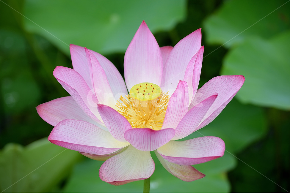 연꽃,꽃,식물,분홍꽃,풍경,식물,자연,plants,nature,꽃,flower