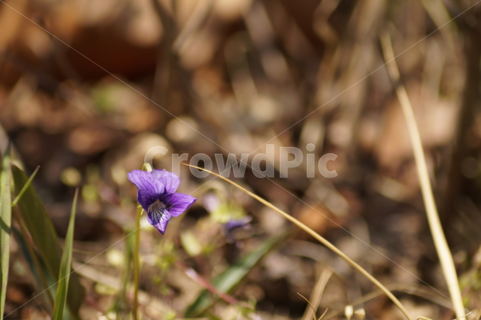 plant,식물,꽃,flower,제비꽃,manchurianviolet,쌍떡잎식물,식물,자연,plants,nature,꽃,flower