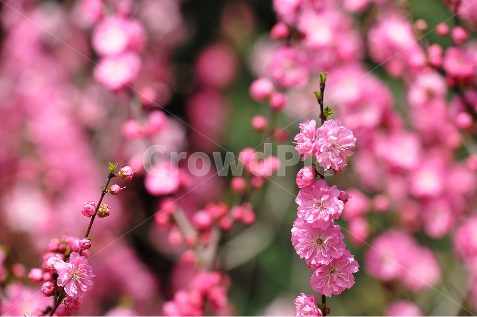 꽃,분홍꽃,flower,pink,자연,봄,계절,spring,season,식물,자연,plants,nature,꽃,flower,plant