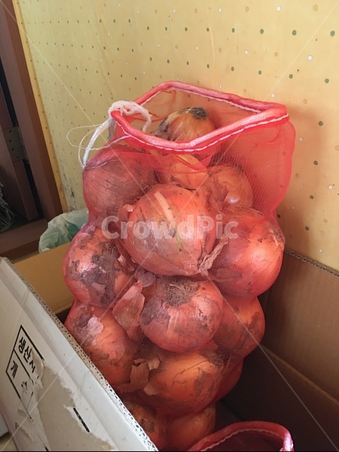 plant,식물,양파,채소,요리,식사,주방,실내,옥내