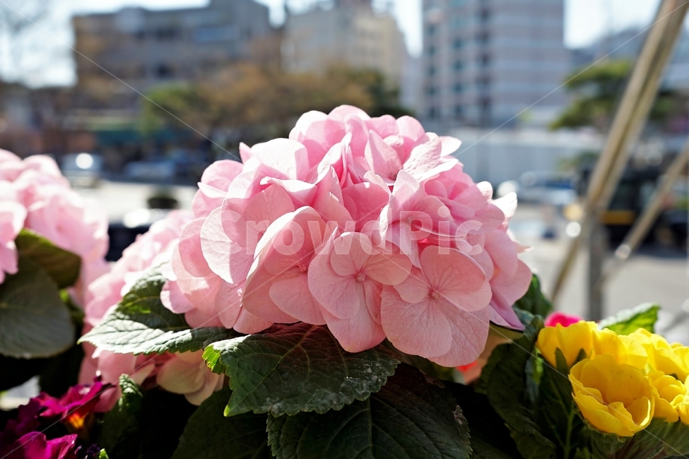 봄,정원,가드닝,원예,원예식물,화려,식물,꽃,garden,scent,healing,bloom,colorful,floral,flower,gardenflowers,happymind,life,nature,plant,spring