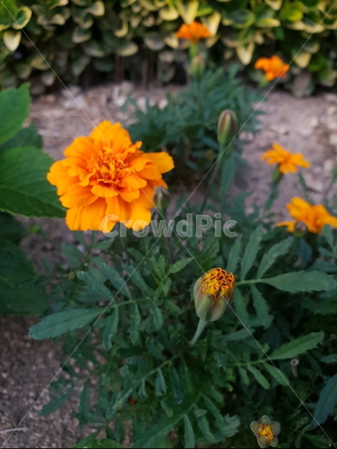꽃,힐링,flower,주황색,식물
