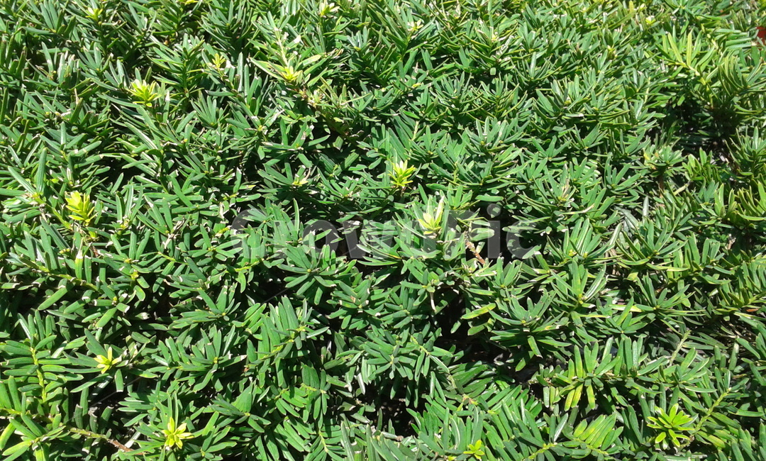 bush,부시,vegetation,초목,plant,식물,tree,나무,conifer,구과식물,grass,잔디,leaf,잎,green,초록,식물,자연,plants,nature