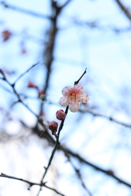 봄,매화,꽃,flower,식물