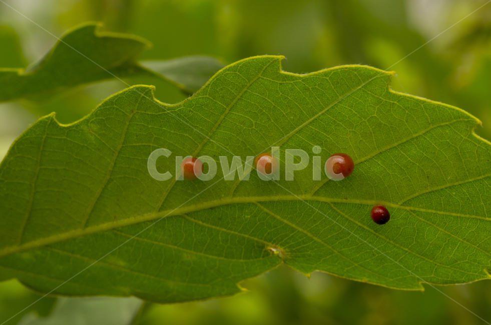 충영,벌레,나뭇잎,열매,빨강,나무,beauty,macro,closeup,접사,매크로,확대,leaf,fruit,gall,leafgall,disease,summer,감성,자연,계절,클로즈업