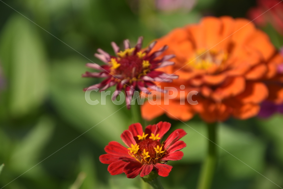 plant,식물,꽃,데이지,백일홍,식물,자연,plants,nature,꽃,flower