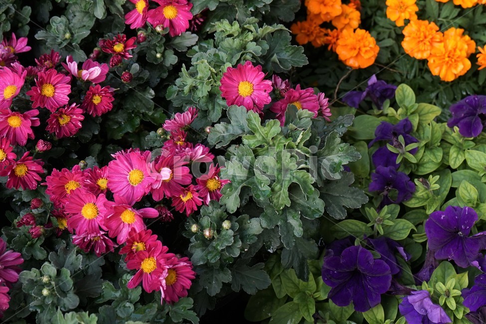 nature,가을,국화,노랑,우아함,향기,식물,꽃,autumn,fall,yellowelegance,smell,chrysanthemum,bloom,beautiful,plant,flower,식물,자연,plants,nature,꽃,flower