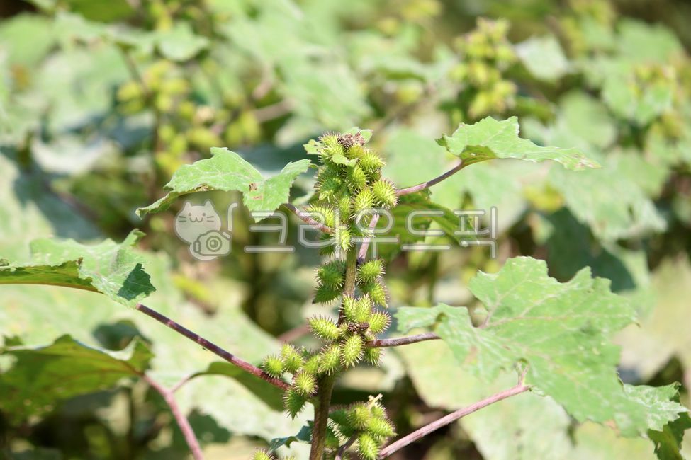 식물,plant,열매,도꼬마리,큰도꼬마리,가시