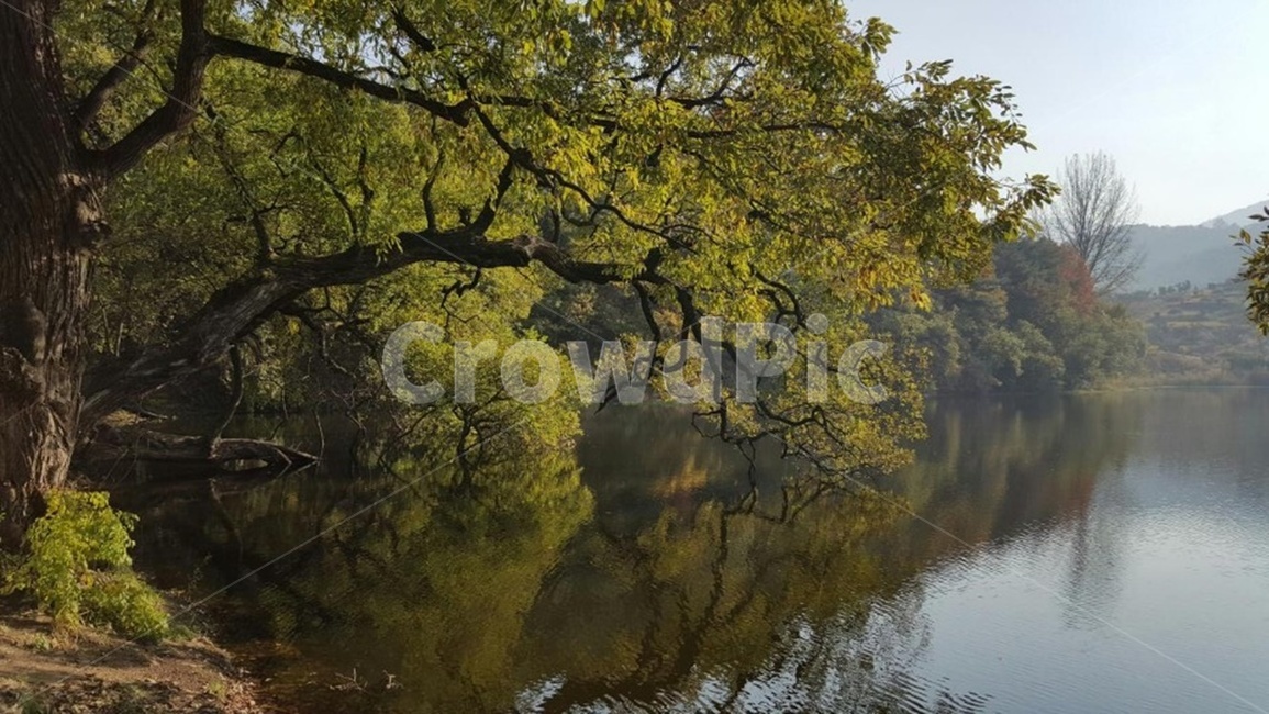 물,저수지,풍경,자연,나무,식물,자연,풍경,nature,landscape