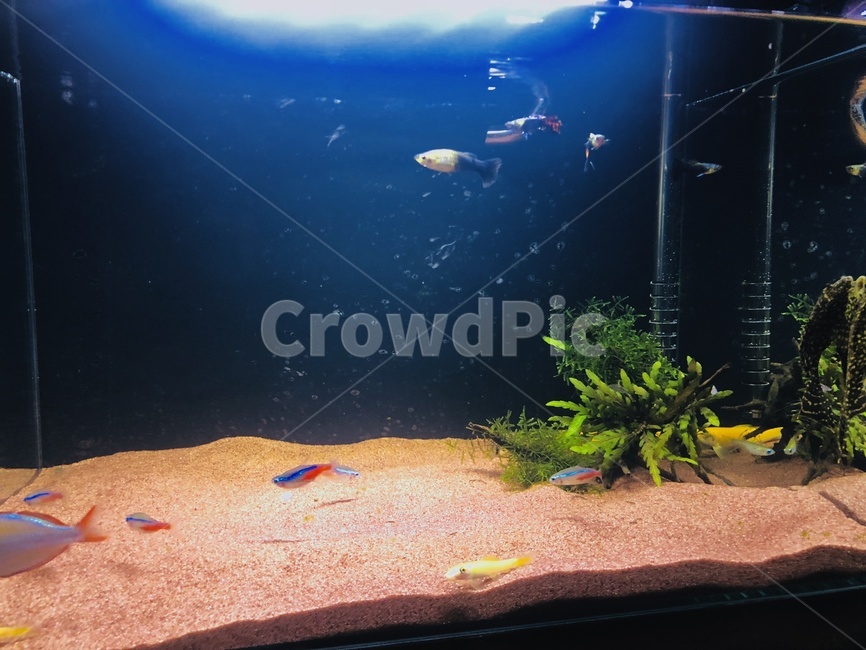어항,세팅,모래,준비,aquatic,어류,물고기,fish