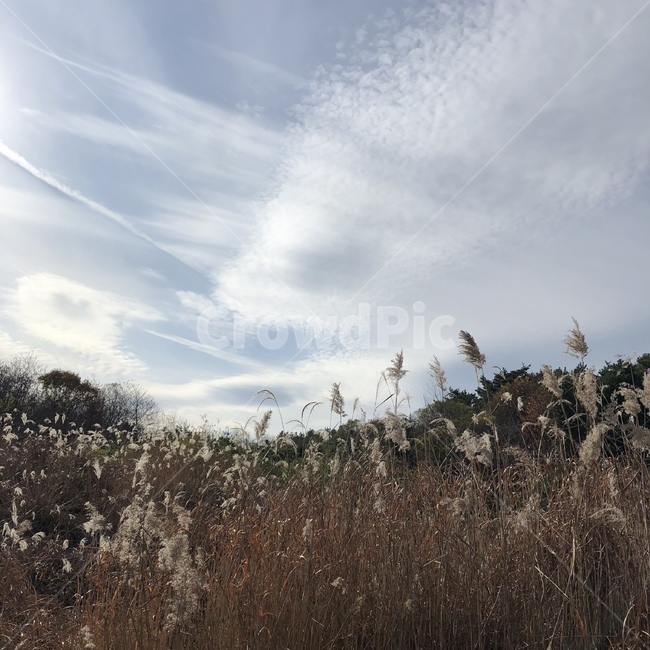 하늘,갈대,풍경,구름,가을,자연,풍경,nature,landscape,plant,식물,grass,잔디,lawn