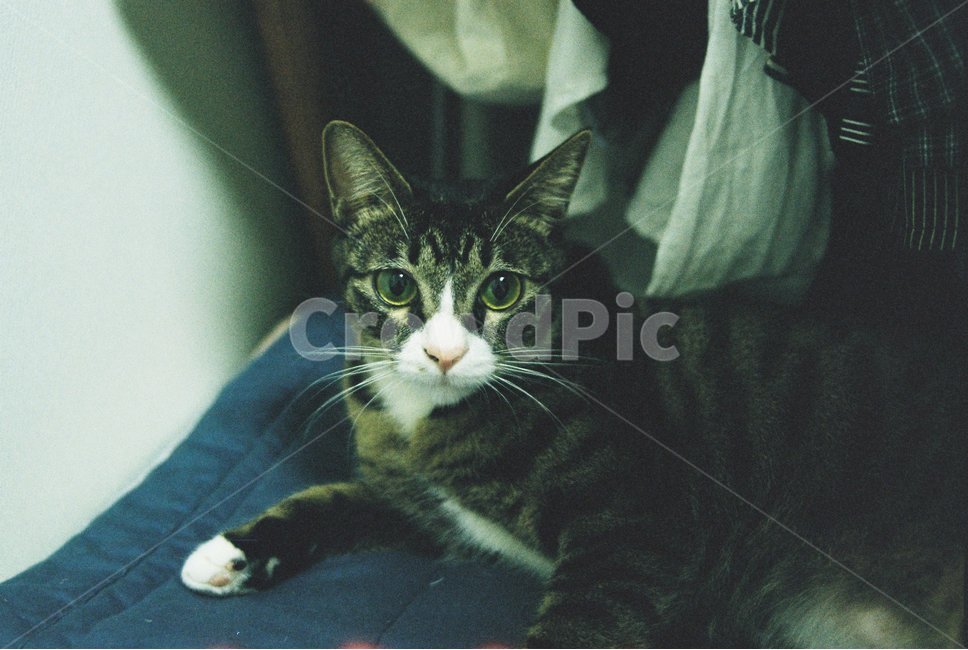 아메리칸숏헤어,고양이,코리안숏헤어,필름사진,cat,집사