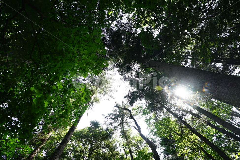 숲,자연,풍경,풍경사진,하늘,그린,계절,산책,산,나무,식물,자연,plants,nature,나무,trees,wood