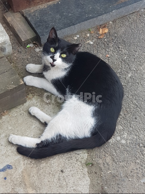 길고양이,검은고양이,턱시도고양이,고양이,초록눈고양이,앉은고양이