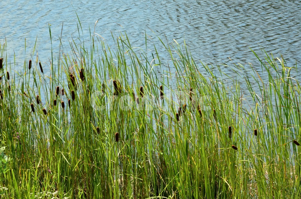 꼬마부들,벼목,부들과,습지식물,야생화,식물,자연,plants,nature