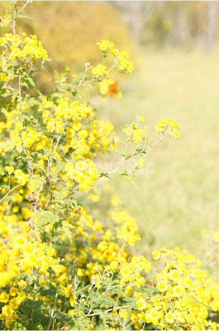 국화,가을,노랑,풍경,꽃,가을,계절,fall,autumn,season,식물,자연,plants,nature,꽃,flower