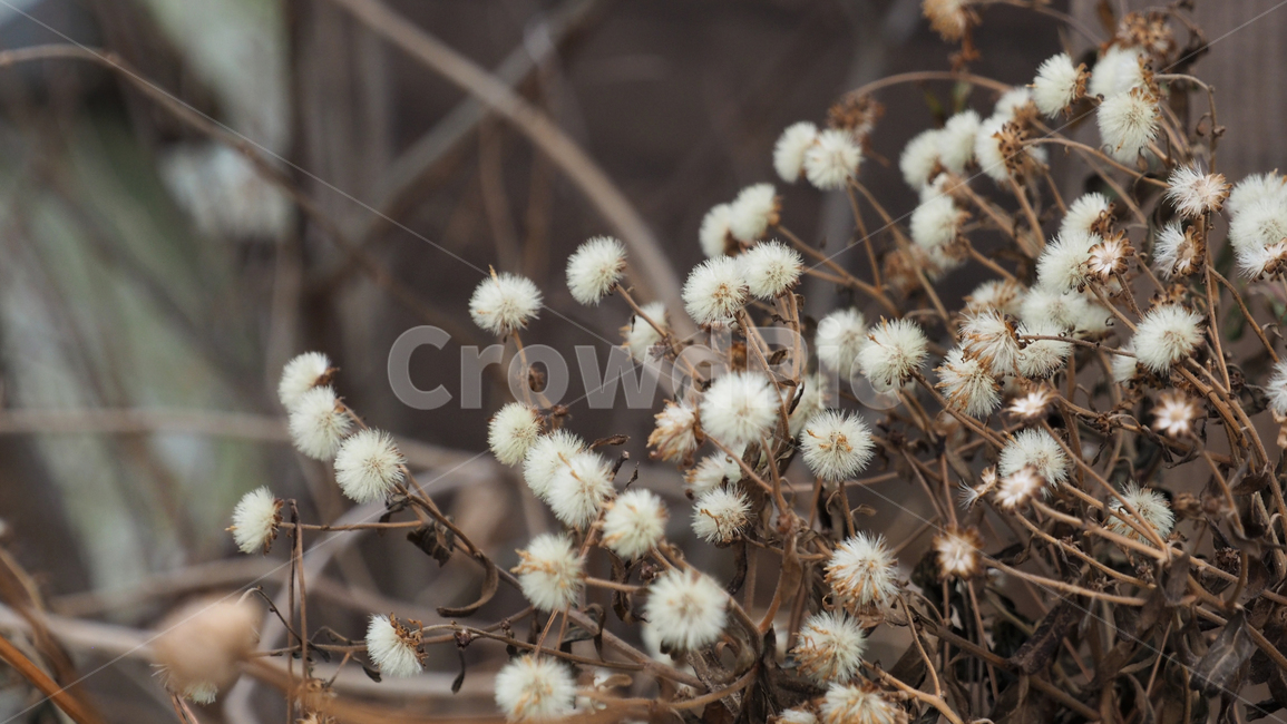 야생화,식물,야외,wildflower,plant,outdoor