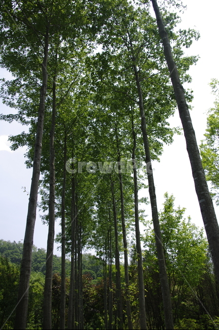 초록,나무,잎,식물,plant,계절,봄,spring,자연,풍경,nature,landscape,tree