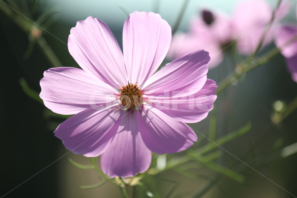 코스모스,가을,자연,꽃,flower,autumn,cosmos,가을,계절,fall,autumn,season,식물,자연,plants,nature,꽃,flower,plant
