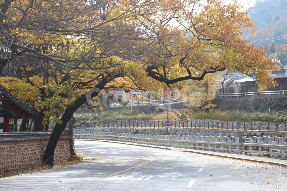 가을,낙엽,하늘,나무,도로,가을,계절,fall,autumn,season,자연,풍경,nature,landscape,tree,plant,식물,tree trunk,나무 줄기