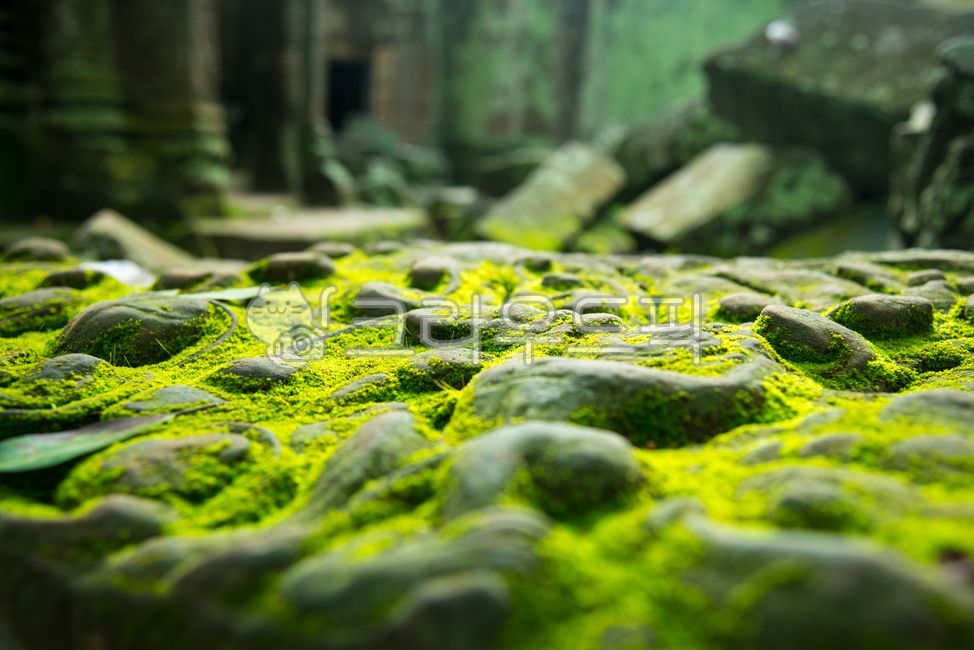 앙코르와트,씨엠립,캄보디아,cambodia,angkor,temple,사원,plant,식물,algae,이끼,초록,green,바위,돌